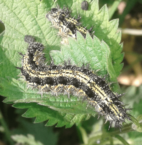 Nymphalidae : bruchi di Aglais urticae